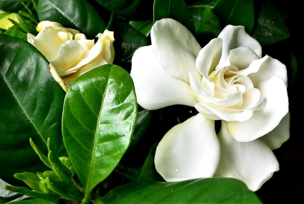 3 lo&agrave;i hoa dễ trồng biến ban c&ocirc;ng th&agrave;nh chốn thư gi&atilde;n  - Ảnh 6.