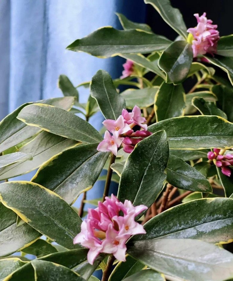 3 lo&agrave;i hoa dễ trồng biến ban c&ocirc;ng th&agrave;nh chốn thư gi&atilde;n  - Ảnh 2.