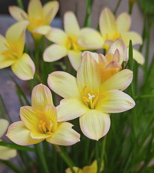 Huệ mưa - cỗ m&aacute;y nở hoa tuyệt đẹp cho kh&ocirc;ng gian sống năm 2026 - Ảnh 3.