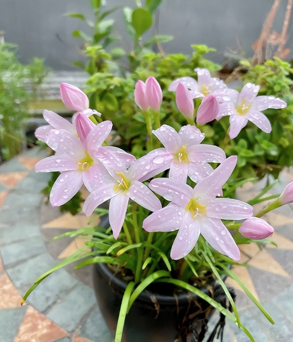 Huệ mưa - cỗ m&aacute;y nở hoa tuyệt đẹp cho kh&ocirc;ng gian sống năm 2026 - Ảnh 2.