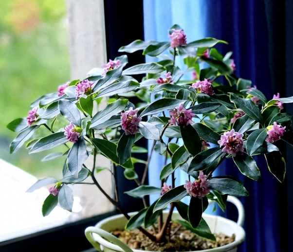 3 lo&agrave;i hoa dễ trồng biến ban c&ocirc;ng th&agrave;nh chốn thư gi&atilde;n  - Ảnh 1.