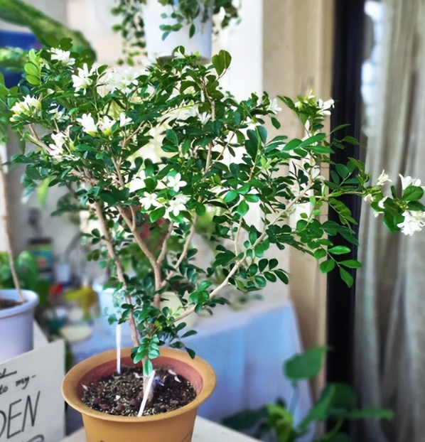 3 lo&agrave;i hoa dễ trồng biến ban c&ocirc;ng th&agrave;nh chốn thư gi&atilde;n  - Ảnh 3.