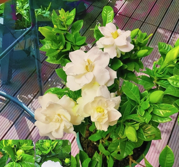 3 lo&agrave;i hoa dễ trồng biến ban c&ocirc;ng th&agrave;nh chốn thư gi&atilde;n  - Ảnh 5.