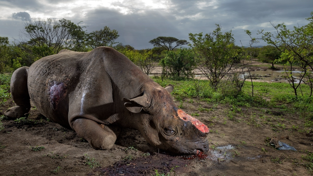 Nam Phi bắt &ocirc;ng Chu Đăng Khoa trong vụ &aacute;n bu&ocirc;n lậu sừng t&ecirc; gi&aacute;c lớn - Ảnh 3.