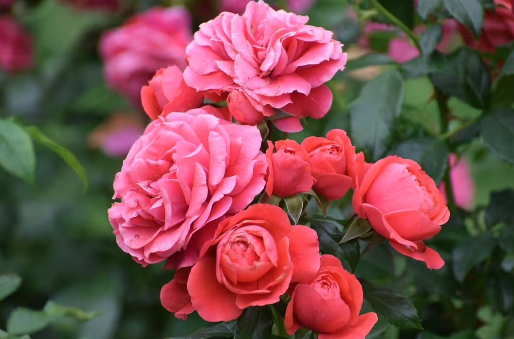 Loại c&acirc;y gi&uacute;p khu vườn thơm ng&aacute;t suốt h&egrave;: Ai cũng n&ecirc;n trồng v&igrave; qu&aacute; dễ chăm! - Ảnh 3.