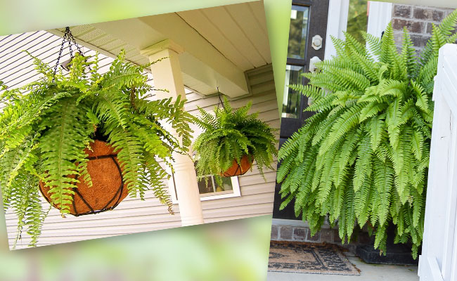 9 loại cây may mắn nên trồng trước cửa nhà- Ảnh 5. 9 loại cây may mắn nên trồng trước cửa nhà- Ảnh 5.