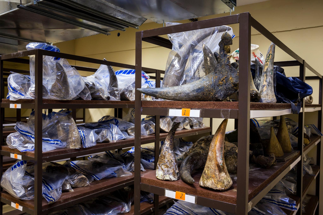 Nam Phi bắt &ocirc;ng Chu Đăng Khoa trong vụ &aacute;n bu&ocirc;n lậu sừng t&ecirc; gi&aacute;c lớn - Ảnh 2.