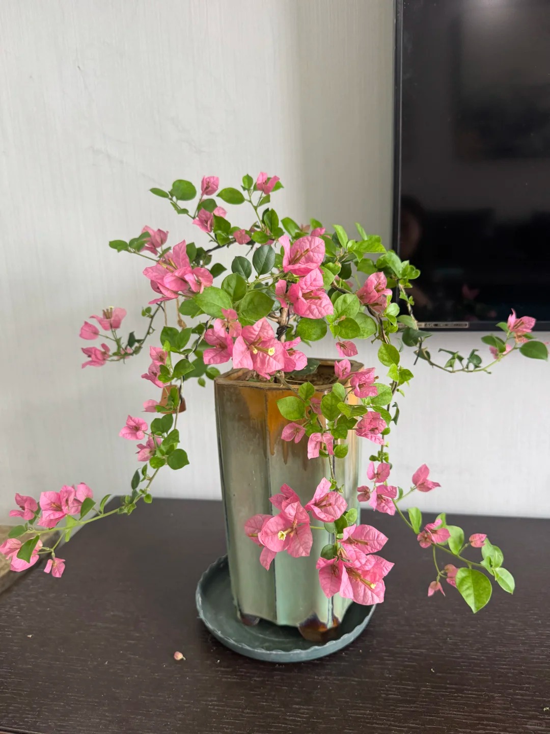 Giải m&atilde; sức h&uacute;t của hoa giấy bonsai mini trong phong thủy 2026 - Ảnh 10.