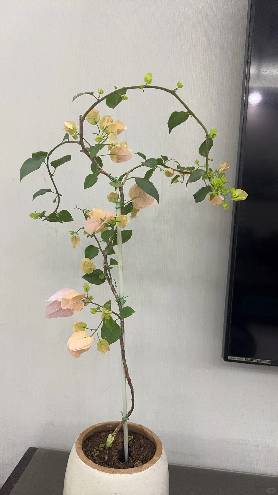 Giải m&atilde; sức h&uacute;t của hoa giấy bonsai mini trong phong thủy 2026 - Ảnh 5.