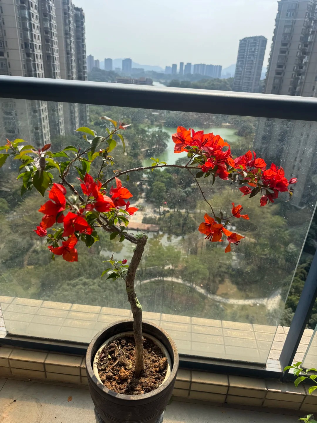 Giải m&atilde; sức h&uacute;t của hoa giấy bonsai mini trong phong thủy 2026 - Ảnh 4.