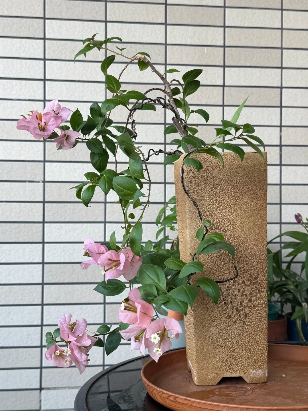 Giải m&atilde; sức h&uacute;t của hoa giấy bonsai mini trong phong thủy 2026 - Ảnh 3.