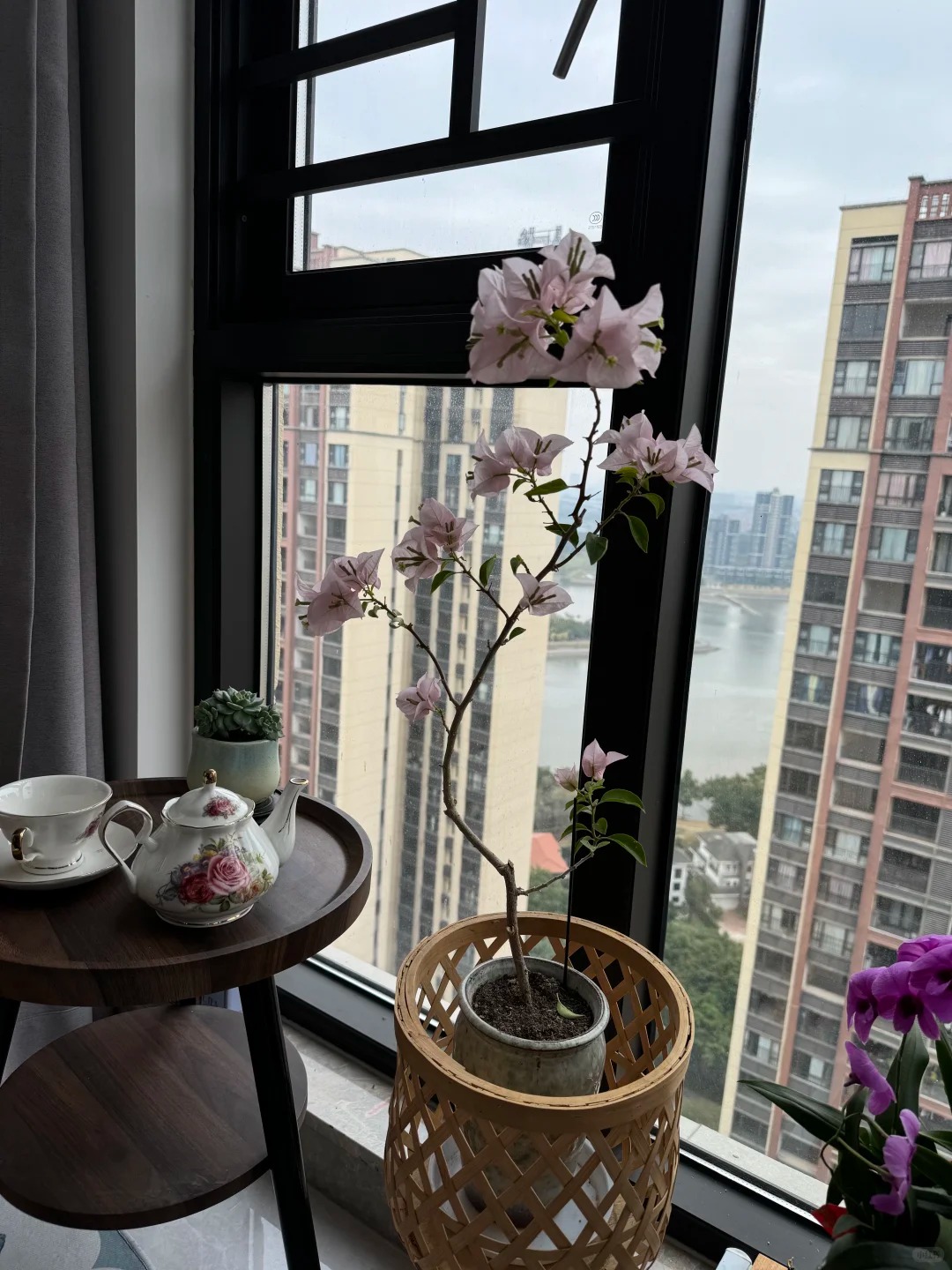 Giải m&atilde; sức h&uacute;t của hoa giấy bonsai mini trong phong thủy 2026 - Ảnh 2.