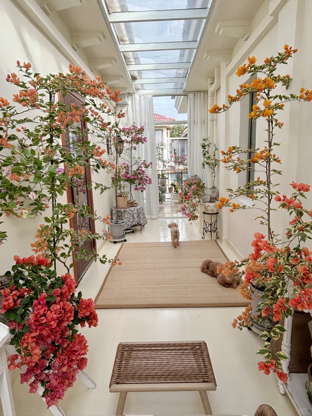 Giải m&atilde; sức h&uacute;t của hoa giấy bonsai mini trong phong thủy 2026 - Ảnh 17.