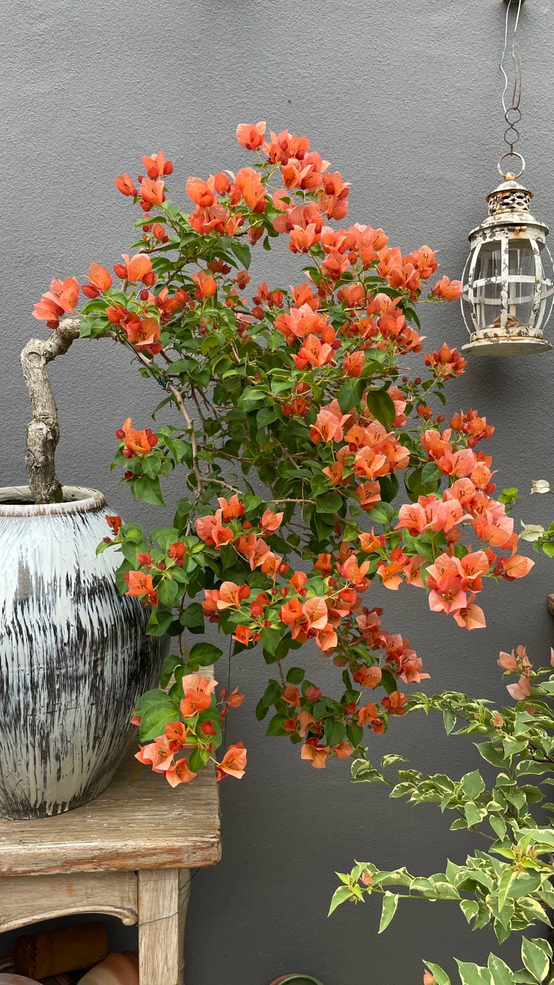 Giải m&atilde; sức h&uacute;t của hoa giấy bonsai mini trong phong thủy 2026 - Ảnh 19.