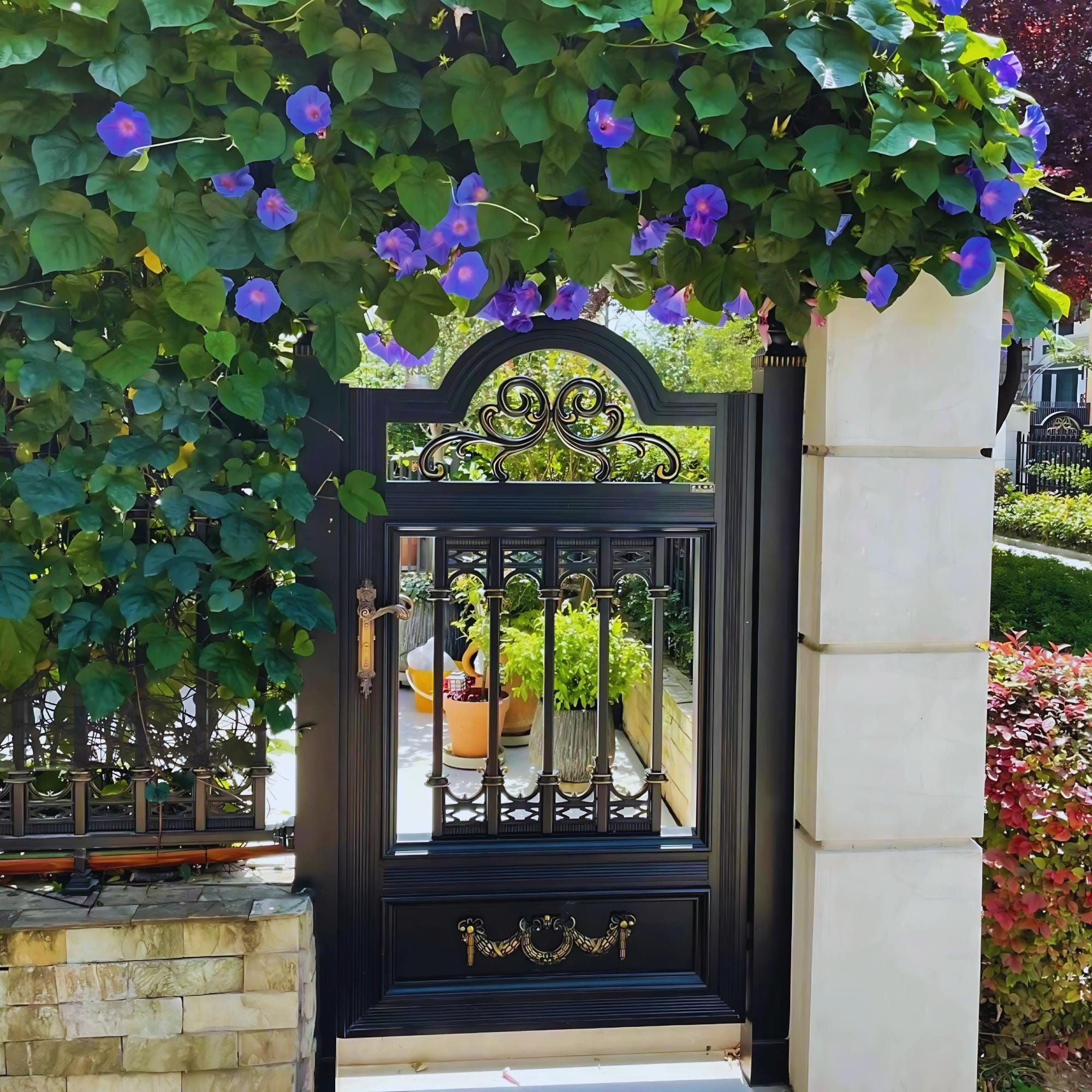 9 loại cây may mắn nên trồng trước cửa nhà- Ảnh 2. 9 loại cây may mắn nên trồng trước cửa nhà- Ảnh 2.