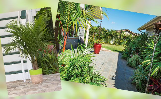 9 loại cây may mắn nên trồng trước cửa nhà- Ảnh 4. 9 loại cây may mắn nên trồng trước cửa nhà- Ảnh 4.