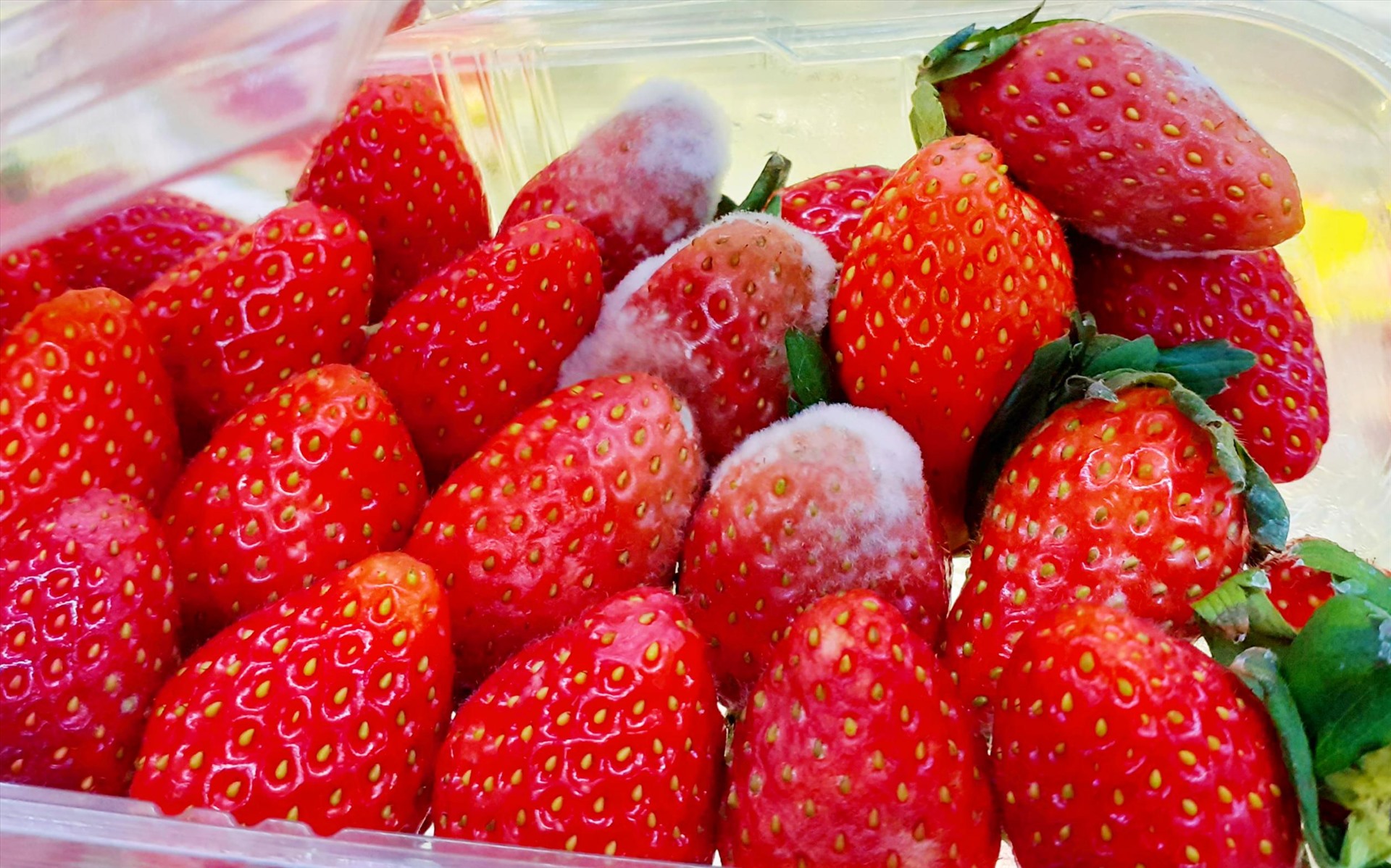 6 loại thực phẩm khi bị mốc có thể trở nên cực độc, loại đầu tiên rất nhiều nhà đang có - Ảnh 3.