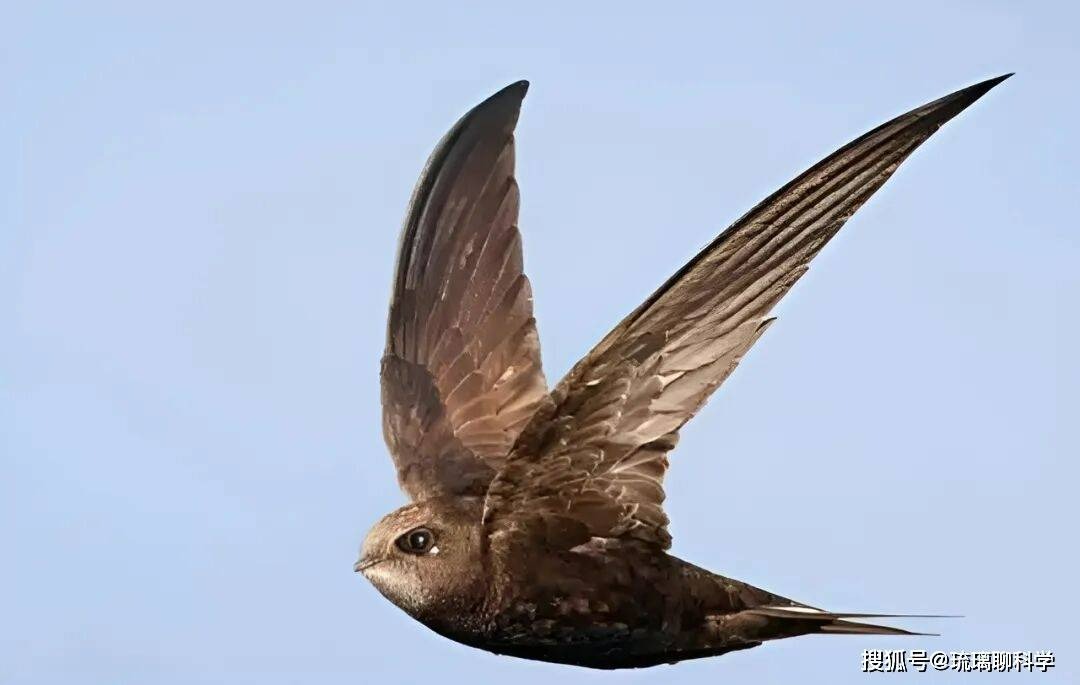 B&iacute; ẩn lo&agrave;i chim bay suốt mười th&aacute;ng kh&ocirc;ng hạ c&aacute;nh: Ăn ngủ tr&ecirc;n trời nhưng vẫn sinh con b&igrave;nh thường - Ảnh 1.