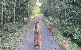 Clip kỳ nh&ocirc;ng ở Thảo Cầm Vi&ecirc;n vẫy kh&aacute;ch đang tăng view ầm ầm - Ảnh 3.