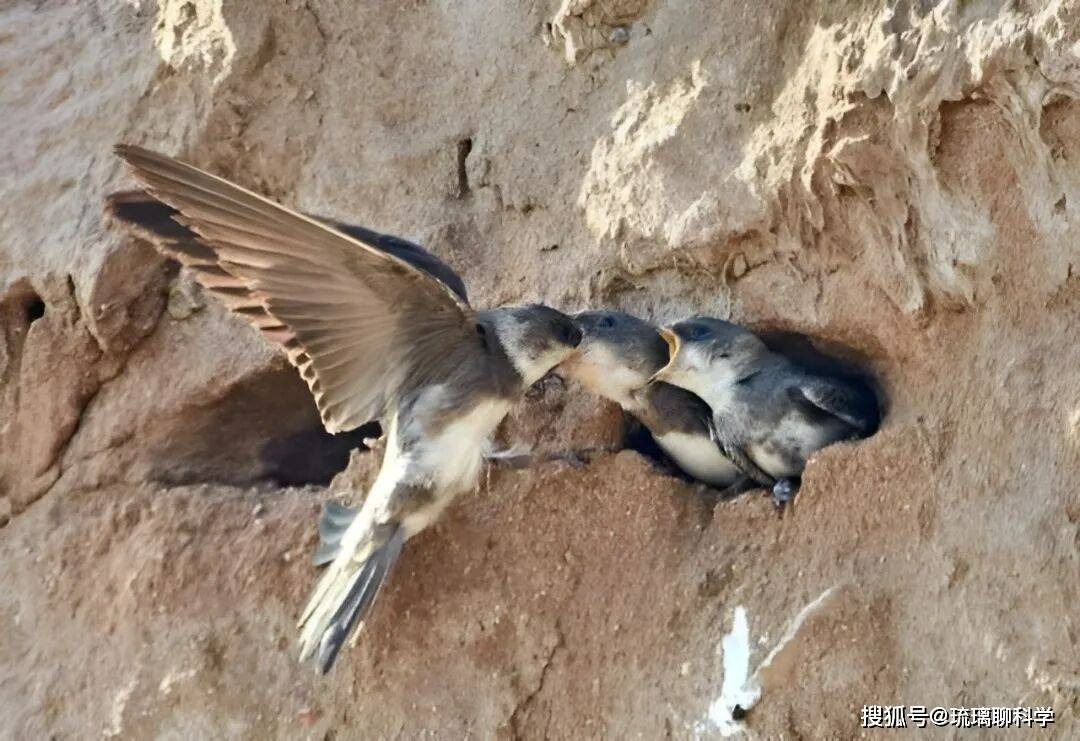 B&iacute; ẩn lo&agrave;i chim bay suốt mười th&aacute;ng kh&ocirc;ng hạ c&aacute;nh: Ăn ngủ tr&ecirc;n trời nhưng vẫn sinh con b&igrave;nh thường - Ảnh 3.