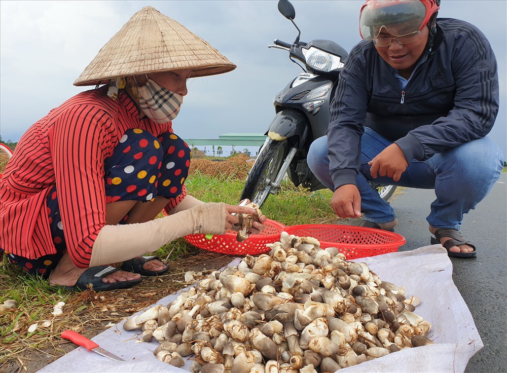 Từ Rơm Rạ Bỏ Trôi, Nấm Rơm Thành Công Sản Đắt Giá