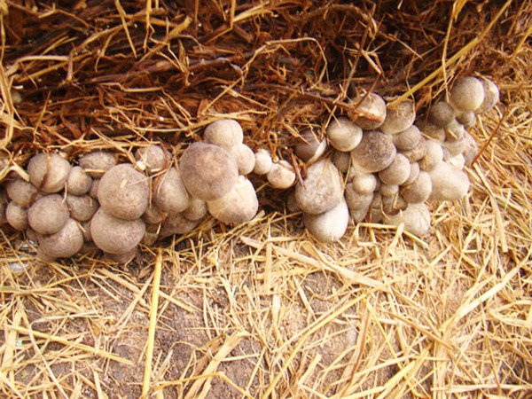 Thứ bị vứt đi được cố Thủ tướng chỉ cách làm đặc sản: Nay giá gần 100.000đ/kg, giúp nhiều nhà đổi đời - Ảnh 2.