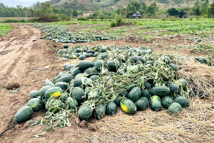 Gi&aacute; dưa hấu giảm s&acirc;u 2026 khiến n&ocirc;ng d&acirc;n thua lỗ nặng nề - Ảnh 4.