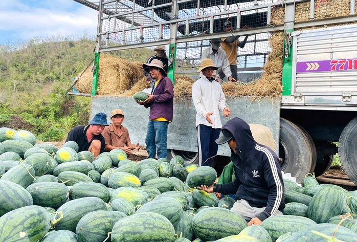Gi&aacute; dưa hấu giảm s&acirc;u 2026 khiến n&ocirc;ng d&acirc;n thua lỗ nặng nề - Ảnh 1.