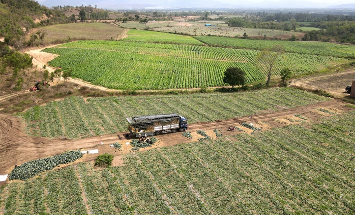 Gi&aacute; dưa hấu giảm s&acirc;u 2026 khiến n&ocirc;ng d&acirc;n thua lỗ nặng nề - Ảnh 3.