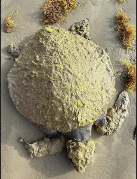 Cứu hộ tưởng nhìn nhầm khi thấy sinh vật đầy "lông" ở bờ biển, chuyên gia xác nhận: Chỉ còn 23.000 cá thể! - Ảnh 1.