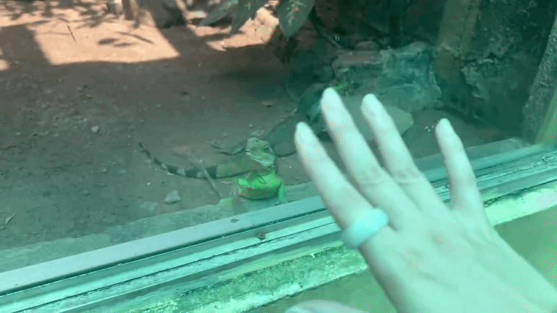 Clip kỳ nh&ocirc;ng ở Thảo Cầm Vi&ecirc;n vẫy kh&aacute;ch đang tăng view ầm ầm- Ảnh 1.