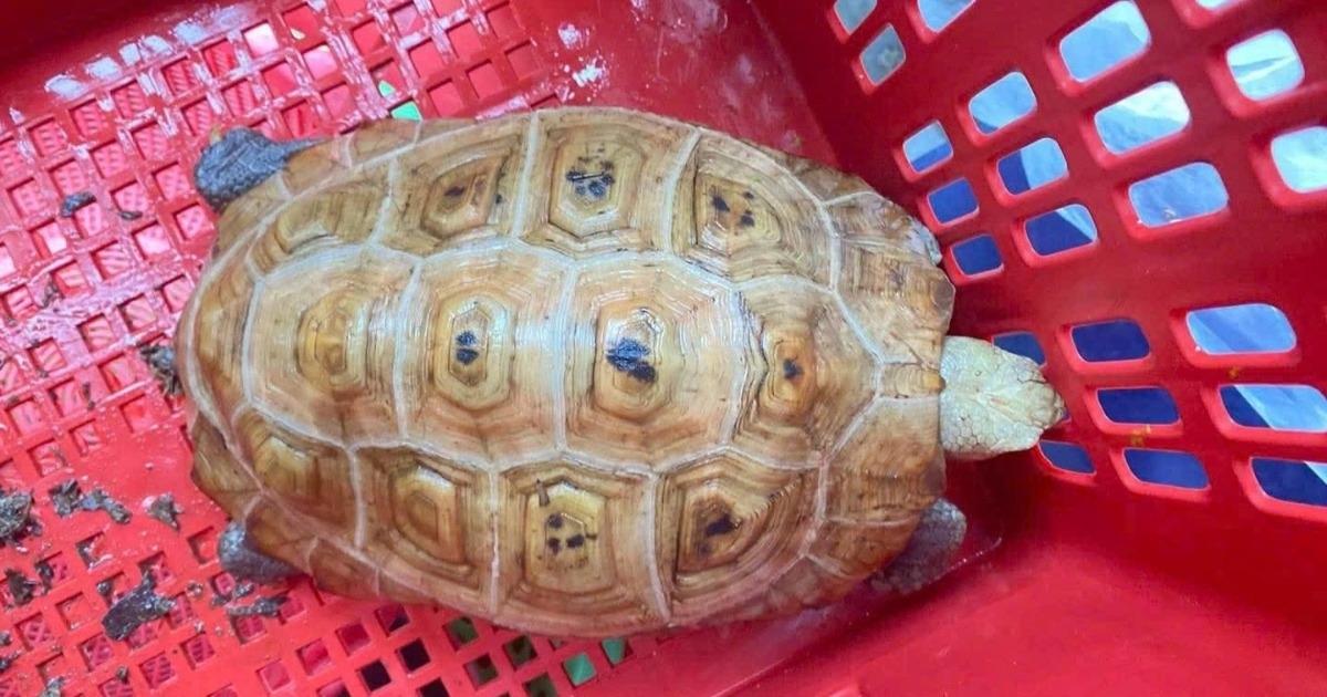 6 vật tự nhi&ecirc;n v&agrave;o nh&agrave; dấu hiệu Thần T&agrave;i gh&eacute; thăm mang t&agrave;i lộc - Ảnh 6.