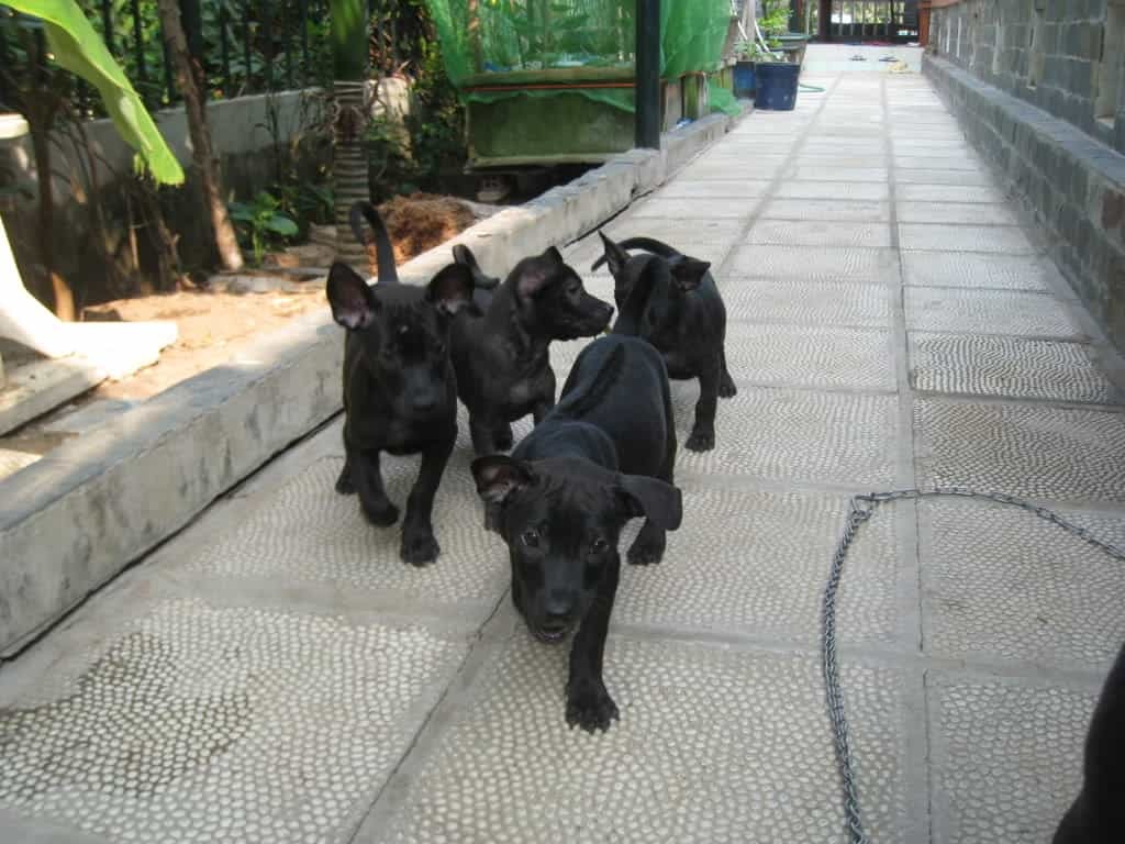 6 vật tự nhi&ecirc;n v&agrave;o nh&agrave; dấu hiệu Thần T&agrave;i gh&eacute; thăm mang t&agrave;i lộc - Ảnh 4.