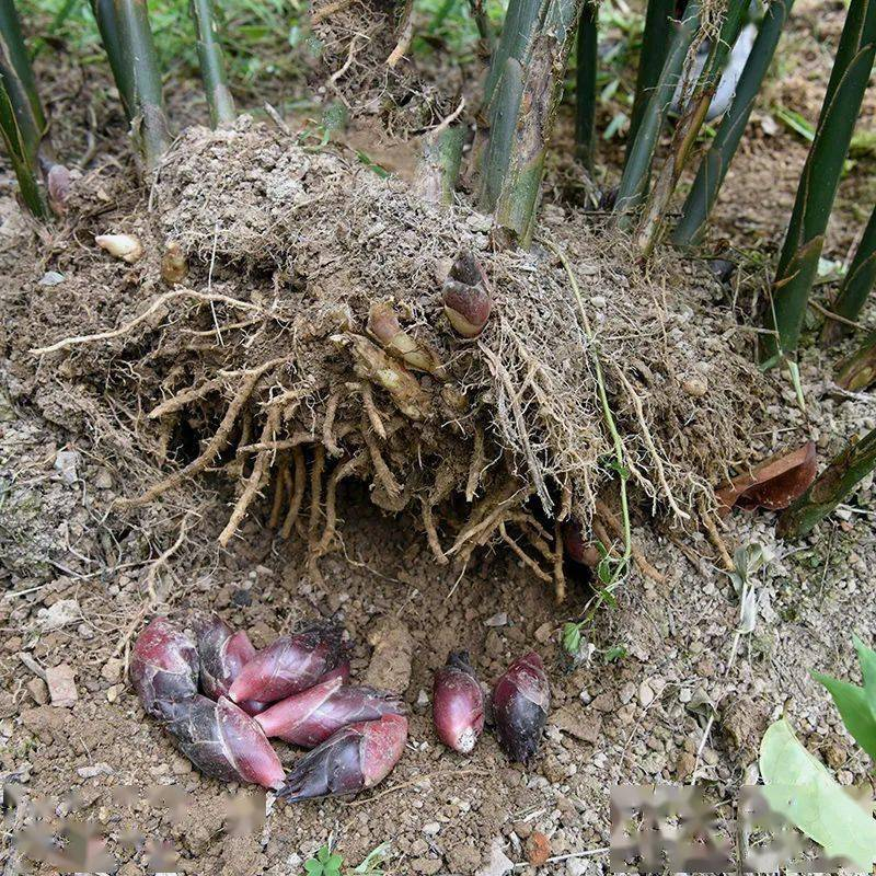 Loại rau được người Nhật coi như "nh&acirc;n s&acirc;m ch&acirc;u &Aacute;": Mọc đầy ở Việt Nam nhưng chưa phổ biến- Ảnh 1.