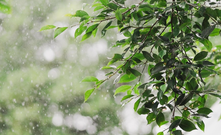 Tiết Cốc vũ 2026: Thời điểm gieo trồng v&agrave; đặc điểm thời tiết m&ugrave;a h&egrave; - Ảnh 2.