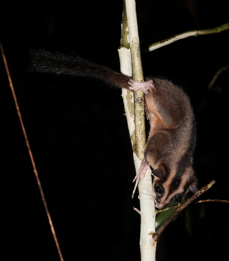 Ph&aacute;t hiện chấn động về hai lo&agrave;i th&uacute; c&oacute; t&uacute;i tại New Guinea vốn được cho l&agrave; đ&atilde; tuyệt chủng 6000 năm - Ảnh 2.