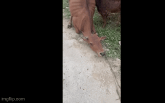 Con b&ograve; hoảng loạn rống li&ecirc;n tục, người đ&agrave;n &ocirc;ng nh&igrave;n xuống hố s&acirc;u thấy cảnh "ứa nước mắt" - Ảnh 1.