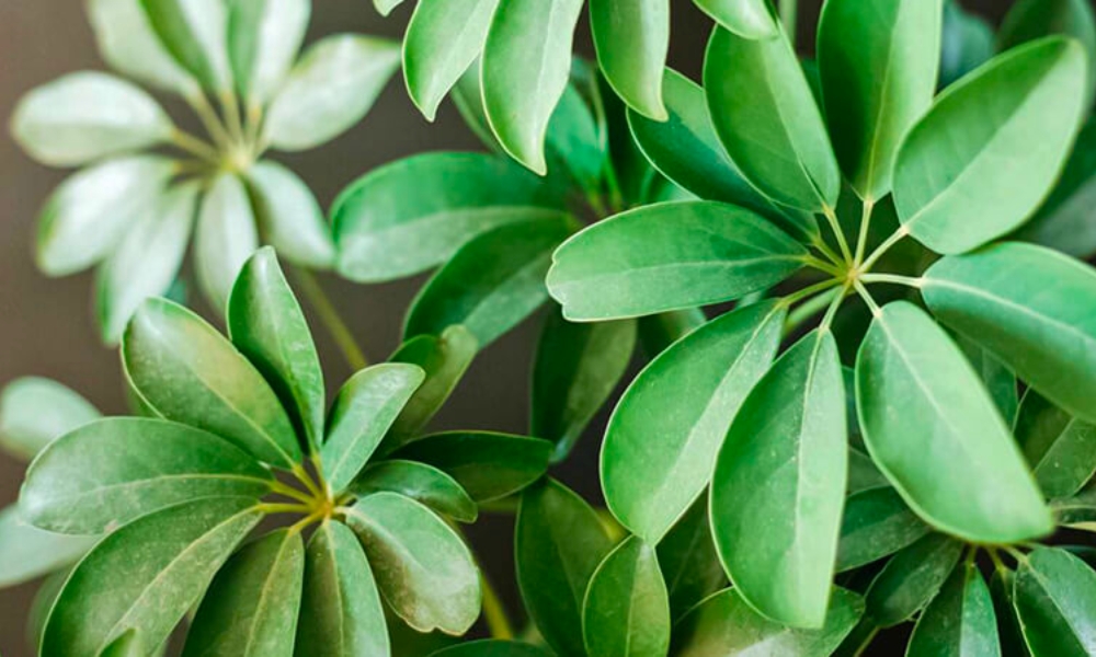 3 loại c&acirc;y người tr&ecirc;n 40 tuổi kh&ocirc;ng n&ecirc;n trồng - Ảnh 4.