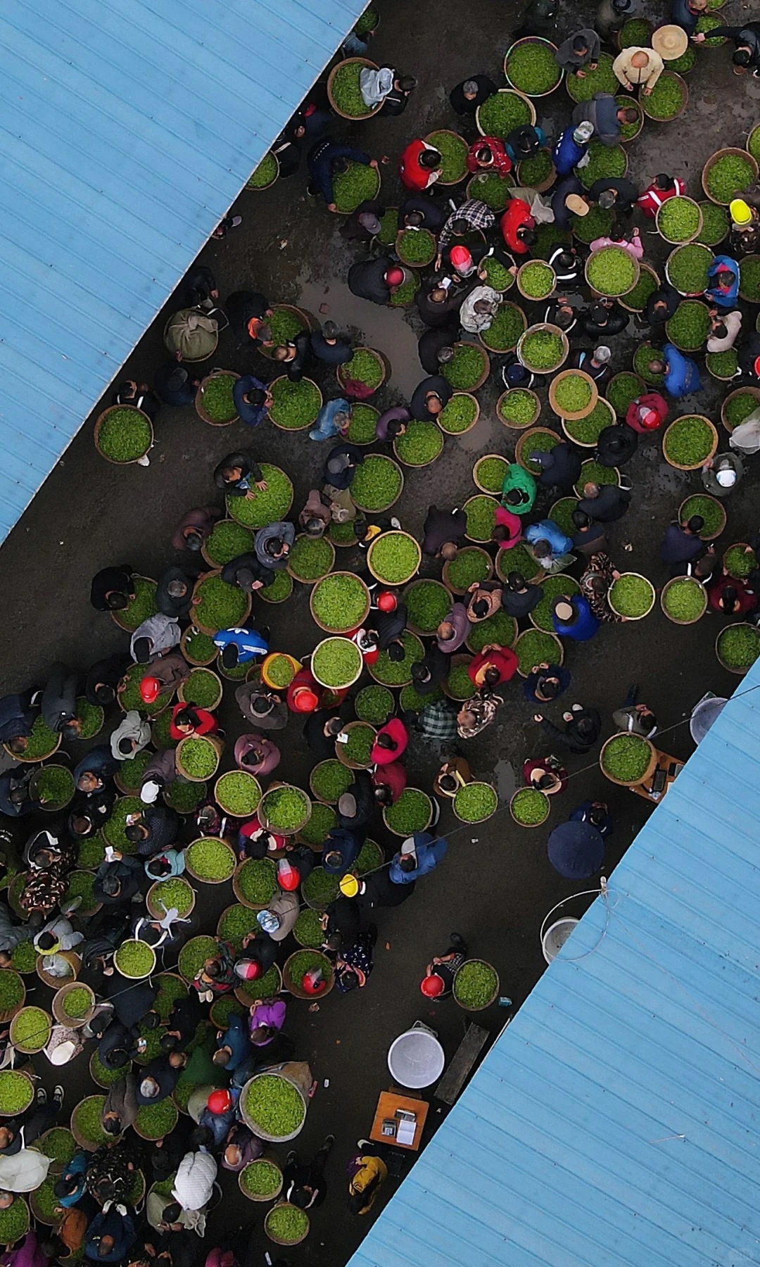 Lạc v&agrave;o phi&ecirc;n chợ lạ kỳ nhất th&aacute;ng 4: H&agrave;ng ng&agrave;n "chiếc l&aacute; sen" biết chạy tr&ecirc;n phố để đổi ch&aacute;c l&uacute;c 1 giờ chiều- Ảnh 3.