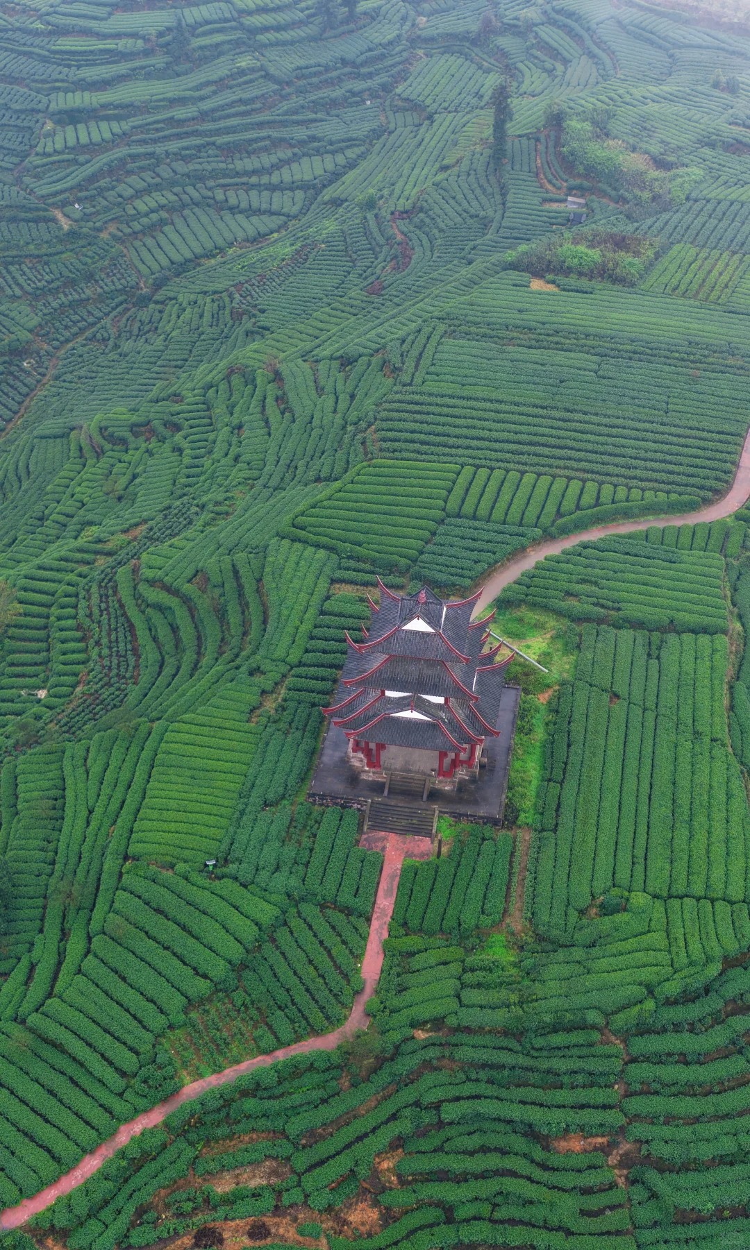 Lạc v&agrave;o phi&ecirc;n chợ lạ kỳ nhất th&aacute;ng 4: H&agrave;ng ng&agrave;n "chiếc l&aacute; sen" biết chạy tr&ecirc;n phố để đổi ch&aacute;c l&uacute;c 1 giờ chiều- Ảnh 5.