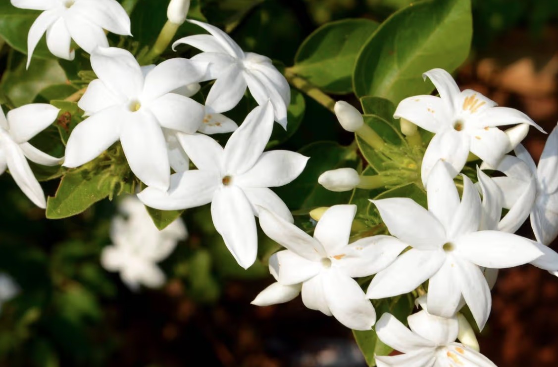 Loại c&acirc;y gi&uacute;p khu vườn thơm ng&aacute;t suốt h&egrave;: Ai cũng n&ecirc;n trồng v&igrave; qu&aacute; dễ chăm! - Ảnh 1.