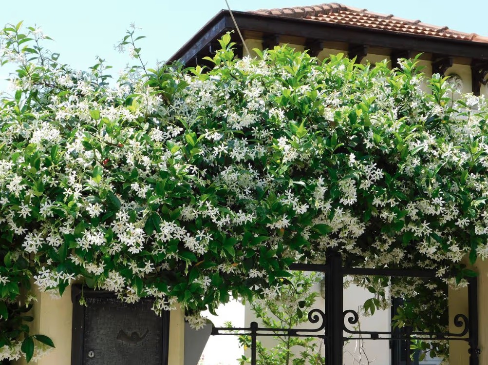 Loại c&acirc;y gi&uacute;p khu vườn thơm ng&aacute;t suốt h&egrave;: Ai cũng n&ecirc;n trồng v&igrave; qu&aacute; dễ chăm! - Ảnh 2.