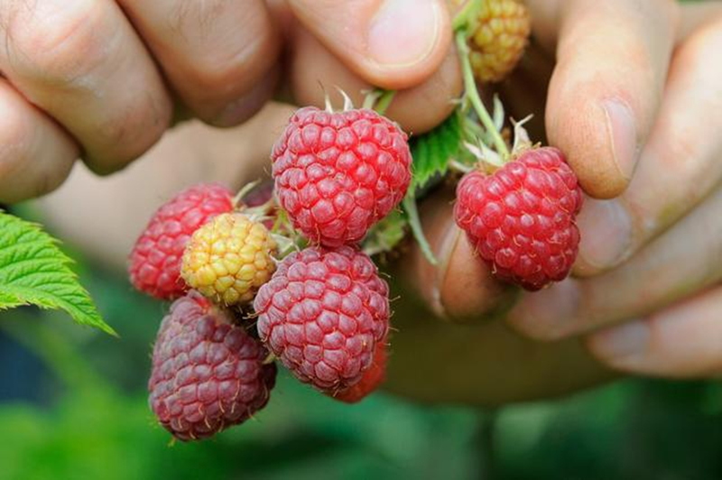 Nghi&ecirc;n cứu của Harvard k&eacute;o d&agrave;i 40 năm tiết lộ: &ldquo;Thuốc tốt nhất&rdquo; kh&ocirc;ng nằm trong hiệu thuốc, m&agrave; ở ngay&hellip; chợ - Ảnh 1.