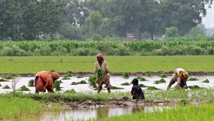 Quốc gia mua nhiều gạo Việt Nam nhất c&oacute; động th&aacute;i &lsquo;lạ&rsquo; - Ảnh 1.