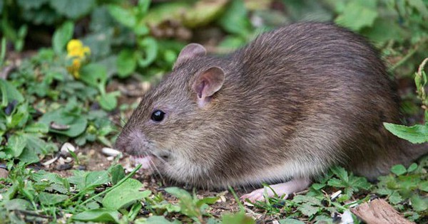 C&acirc;y lan &yacute; sẽ tươi tốt v&agrave; nở hoa rực rỡ nếu được đặt ở vị tr&iacute; n&agrave;y trong nh&agrave; - Ảnh 2.