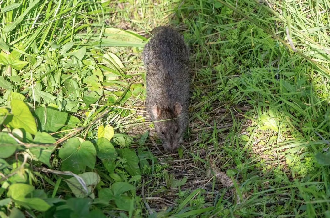 1 dấu hiệu cho thấy chuột đ&atilde; lẻn v&agrave;o vườn: Ai phải rất tinh mới nhận ra- Ảnh 1.