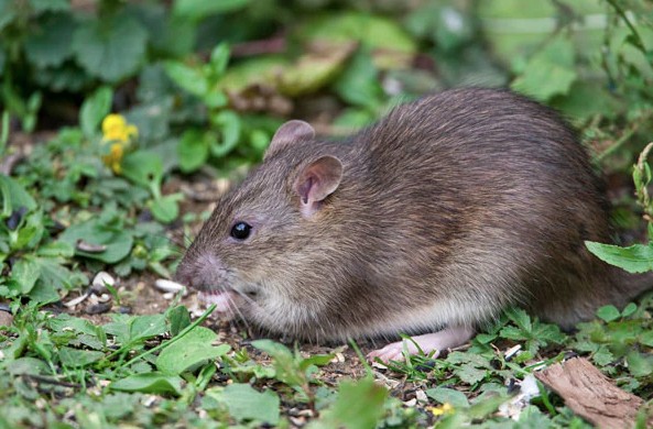 1 dấu hiệu cho thấy chuột đ&atilde; lẻn v&agrave;o vườn: Ai phải rất tinh mới nhận ra- Ảnh 2.