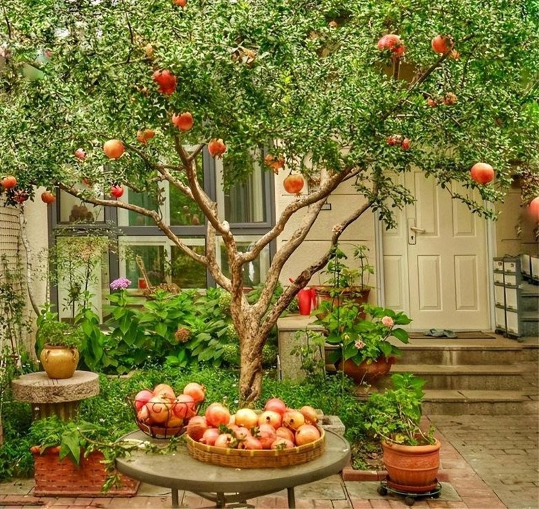 5 lo&agrave;i c&acirc;y sống l&acirc;u hơn cả người, c&agrave;ng gi&agrave; c&agrave;ng lộ ra sự qu&yacute; gi&aacute;, bảo vệ gia đ&igrave;nh, giữ lộc 3 đời con ch&aacute;u - Ảnh 7.