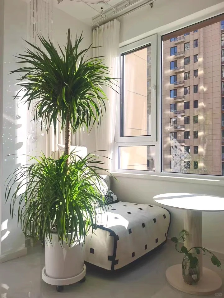 5 lo&agrave;i c&acirc;y sống l&acirc;u hơn cả người, c&agrave;ng gi&agrave; c&agrave;ng lộ ra sự qu&yacute; gi&aacute;, bảo vệ gia đ&igrave;nh, giữ lộc 3 đời con ch&aacute;u - Ảnh 8.