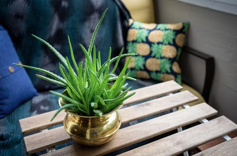 3 loại c&acirc;y đặc biệt hợp với tuổi 30+: Biết trồng th&igrave; khỏe l&ecirc;n thấy r&otilde; - Ảnh 3.